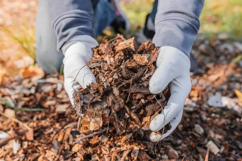 What Does Mulch Do Roanoke, VA